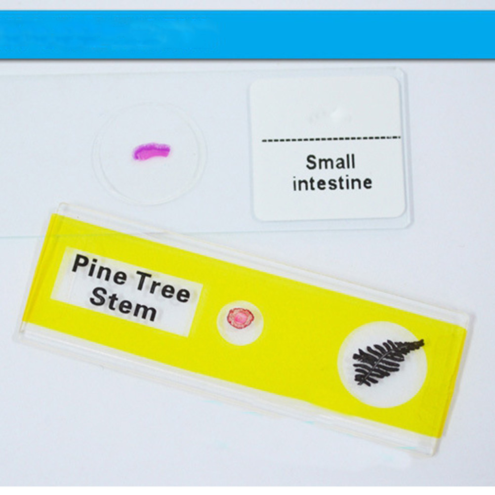12Pcs Plastic Microscope Slide - Kids Education Level 评论和价格