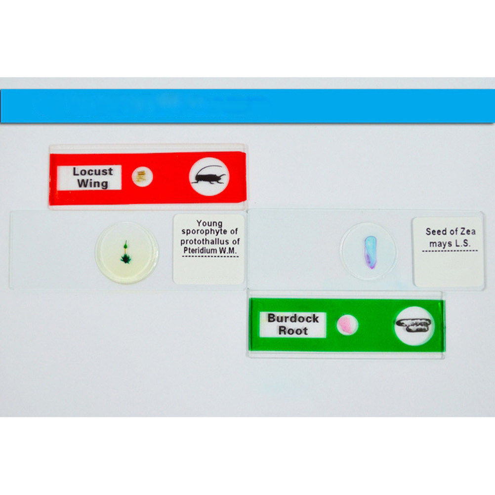12Pcs Plastic Microscope Slide - Kids Education Level 评论和价格